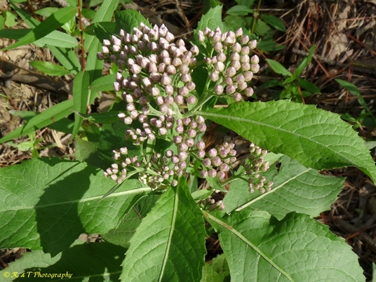 {Pluchea camphorata}